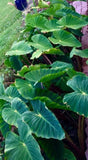 2027 Kuana Hawaii Keawe Workshop Weekend (July 16-18, 2027)